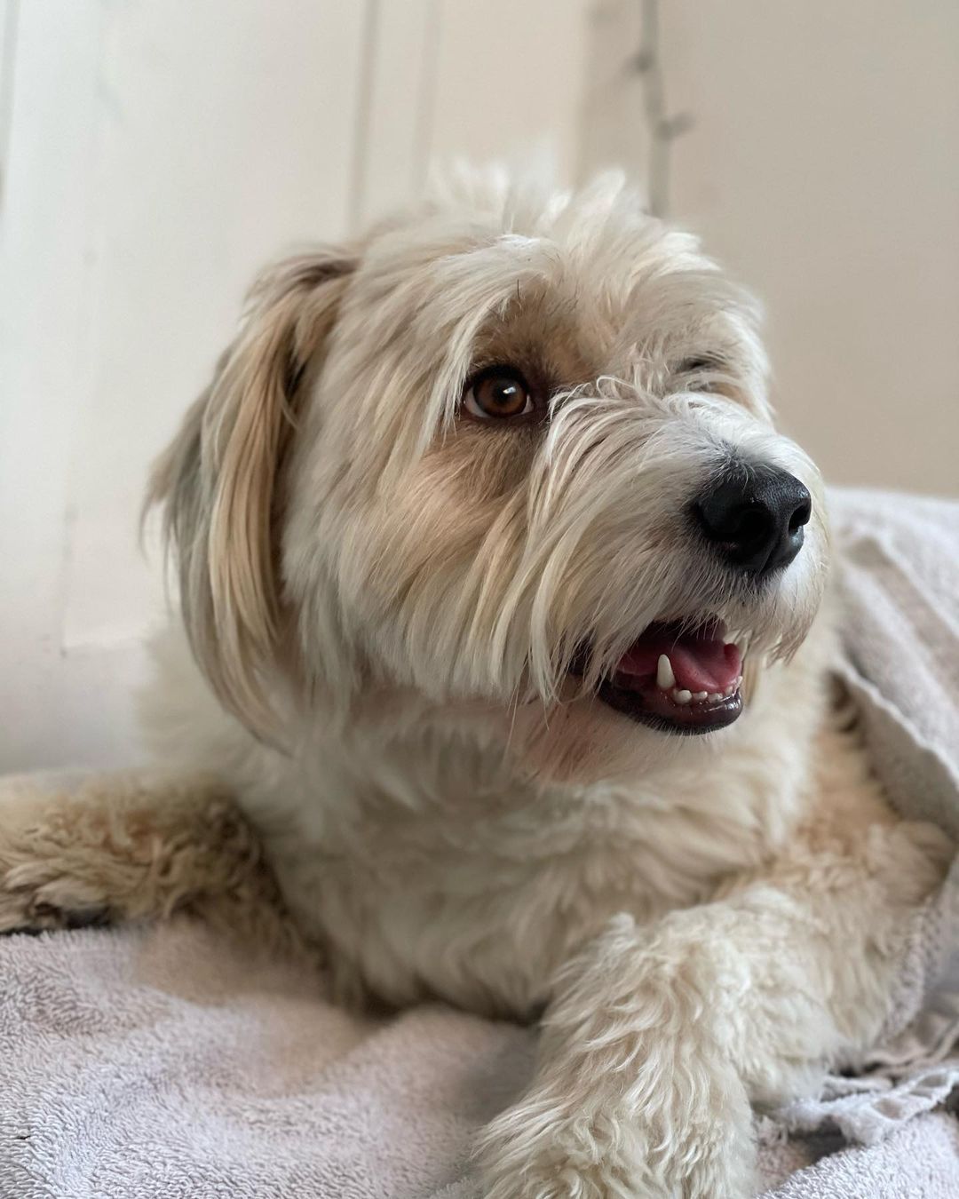 Benji
